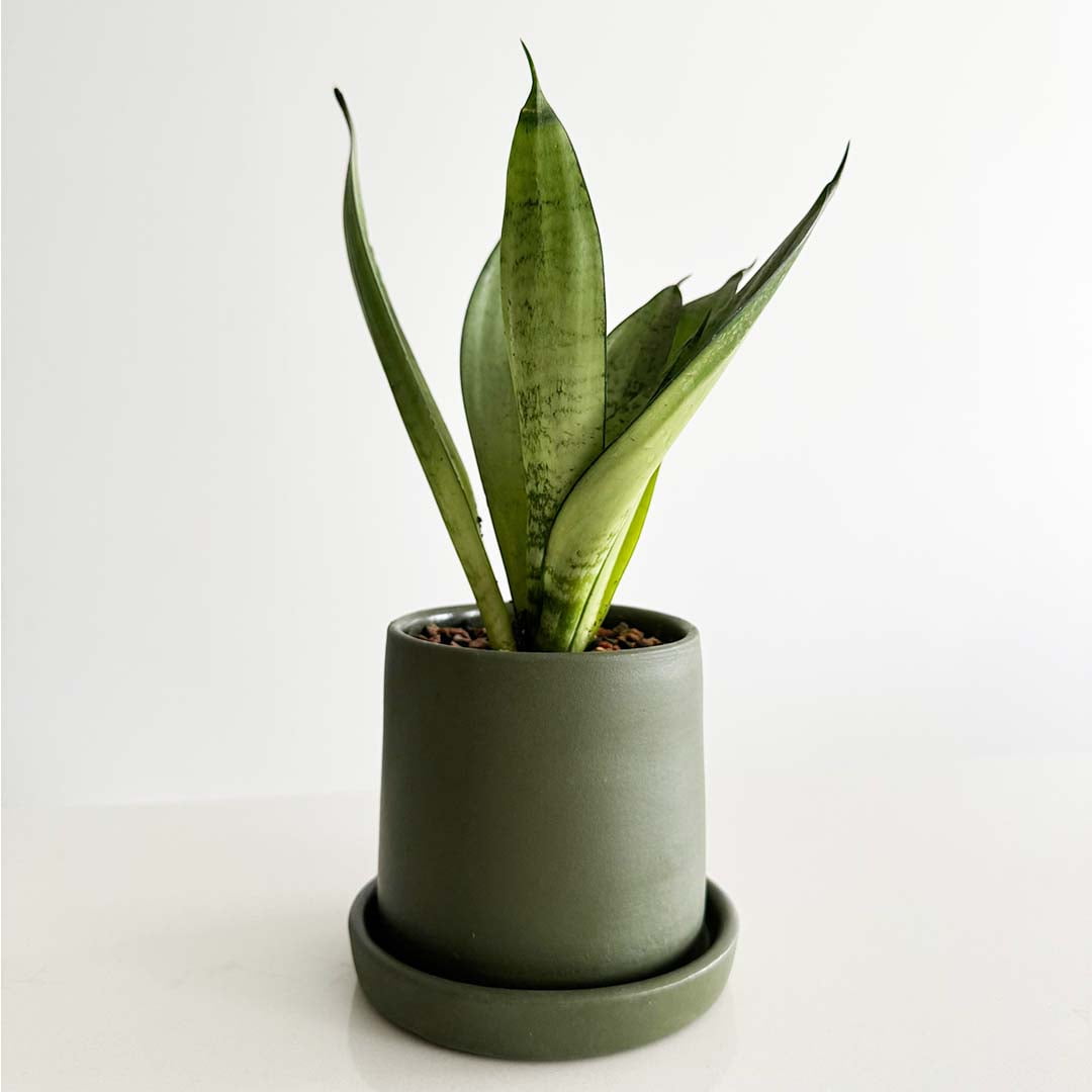 Lunar Green Essence plant