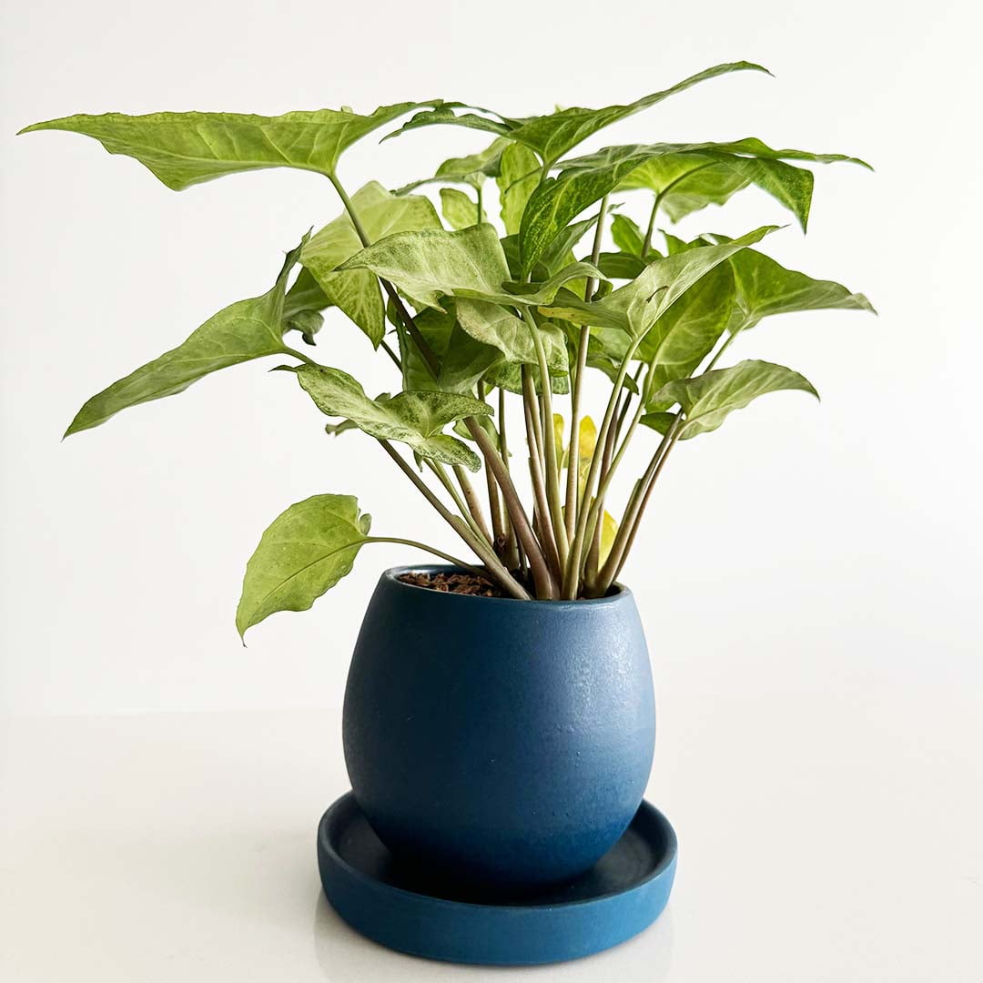 Azure Syngonium plant