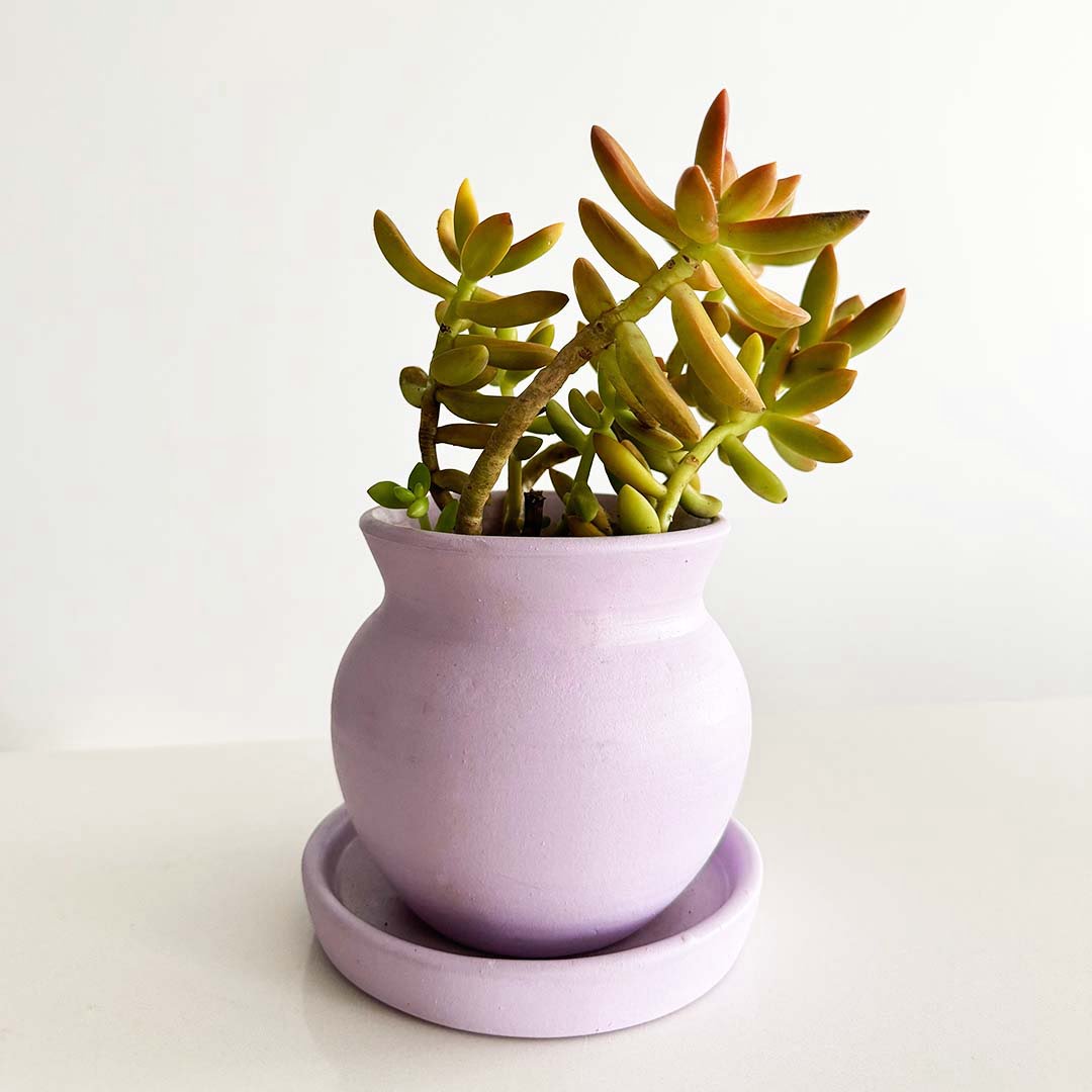 Sunny Delight Succulent plant