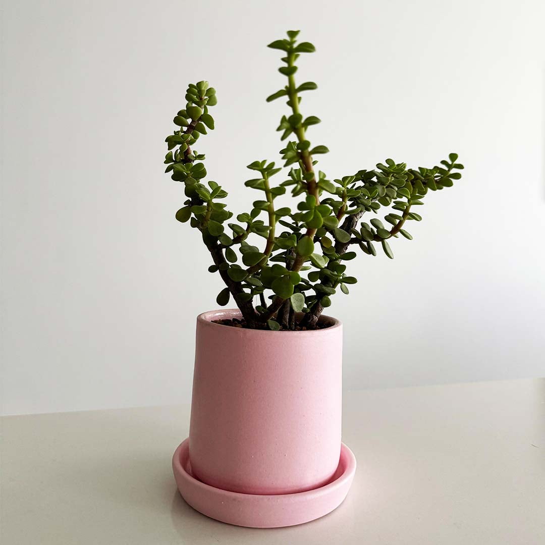 Pink Bliss Portulacaria Afra plant