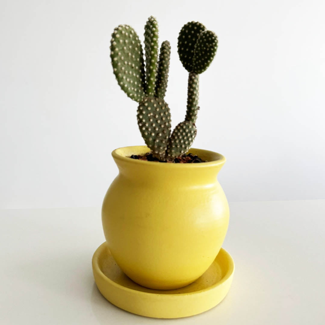 Sunny Bunny Ears plant