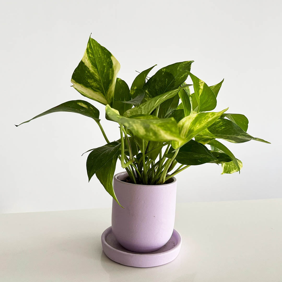 Lilac Dream Pothos plant