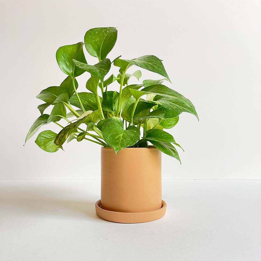 Soft Glow Phothus plant