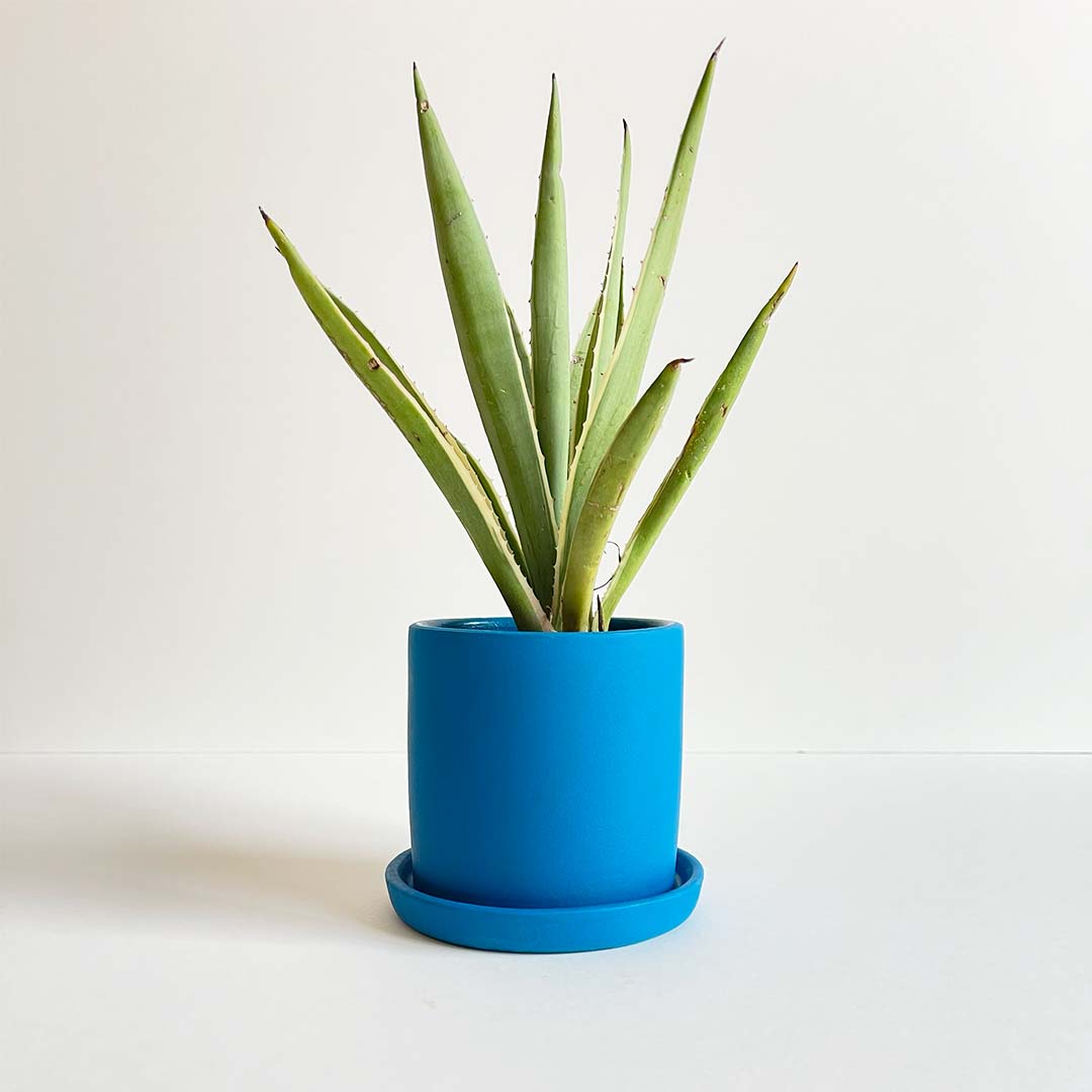 Blue Oasis Agave plant