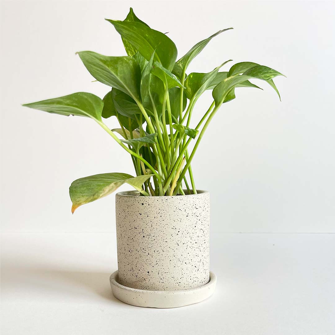Dotted Chic Phothus plant