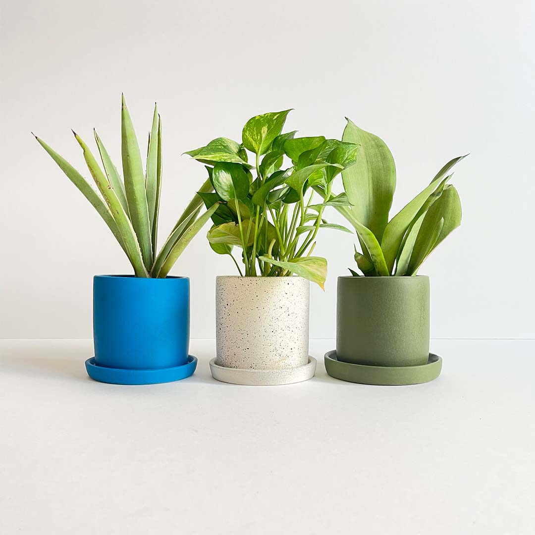 The Fresh Harmony plant Set
