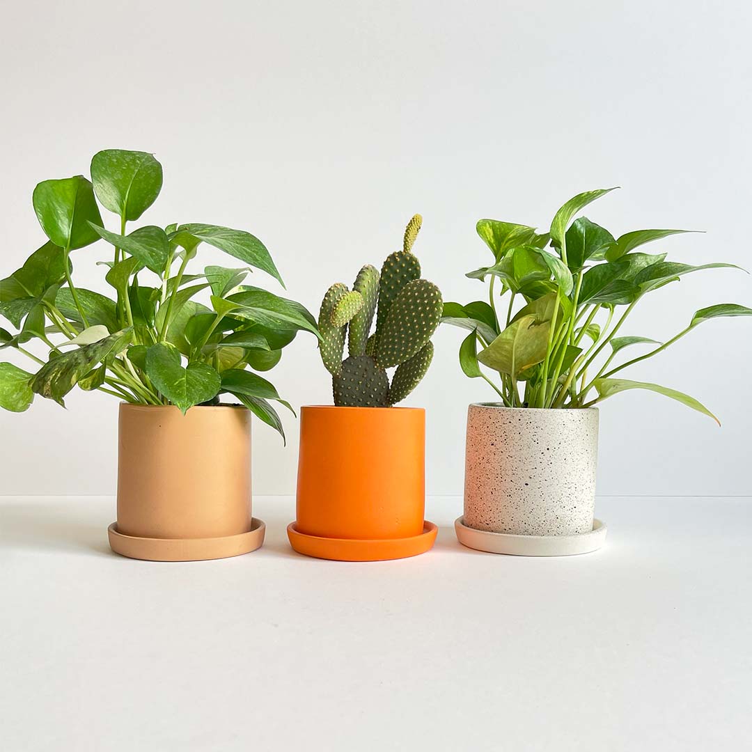 The Earth & Dots plant Set